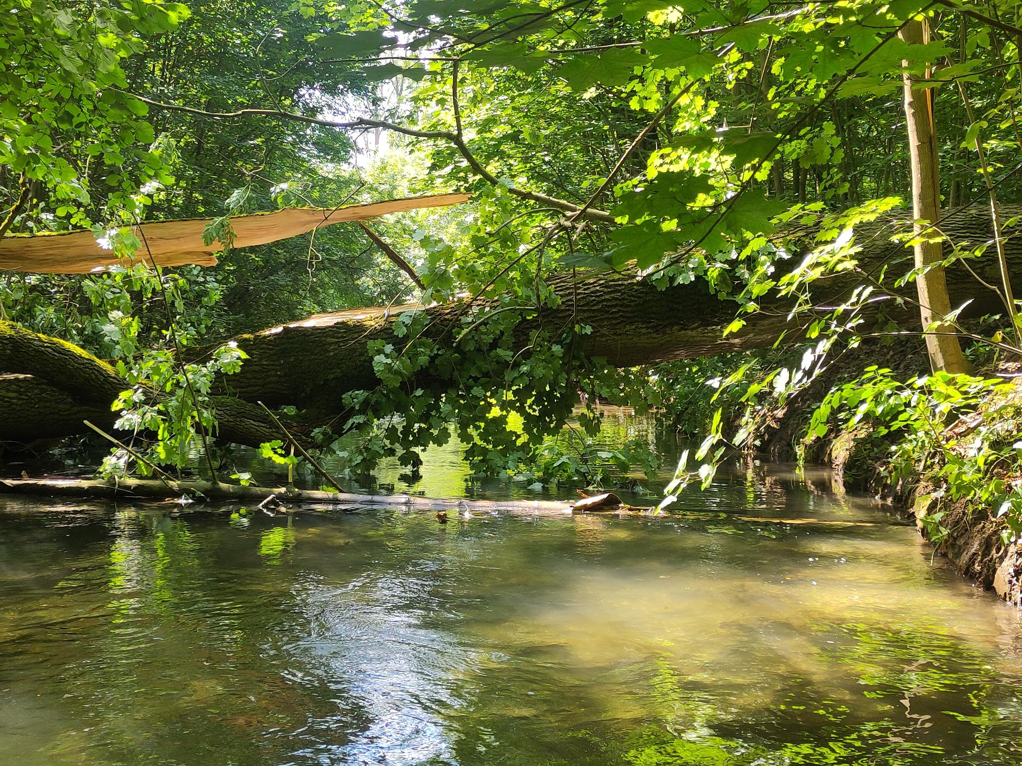 Floßgraben: Baumhindernis stromauf von der Weißen Brücke