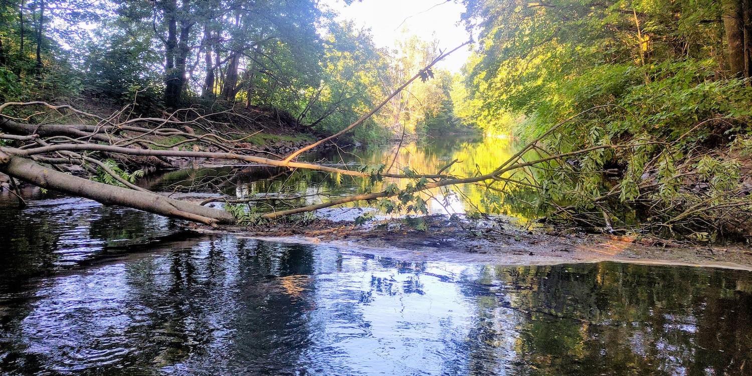 Weiße Elster: Baumhindernis Nähe Fortunabad | Foto: Falk Bruder