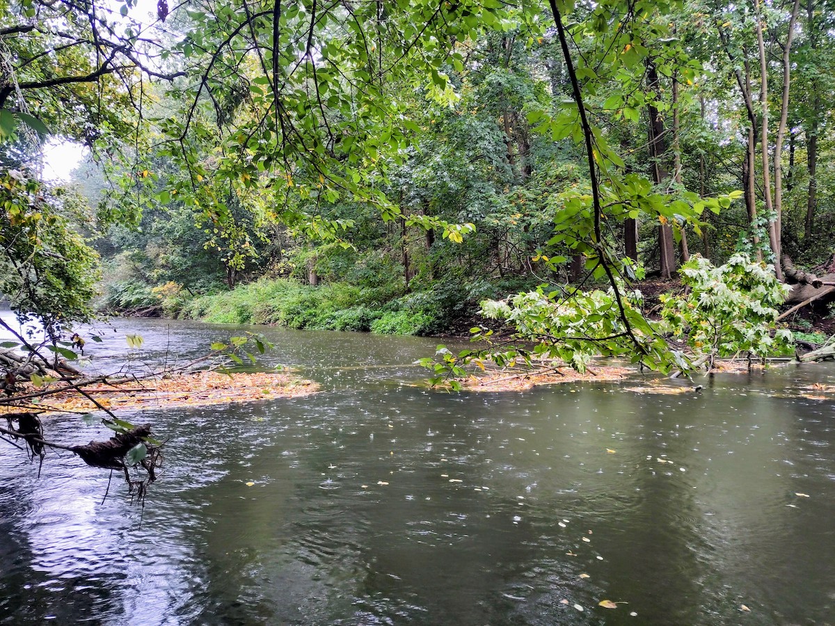 261011 Weiße Elster Baumhindernis - Foto: Falk Bruder